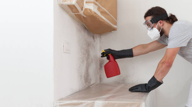 Professional Mold Cleanup technician working in Gowen, MI