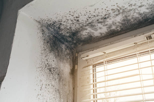 Affordable Mold Cleanup solutions in Gowen, MI