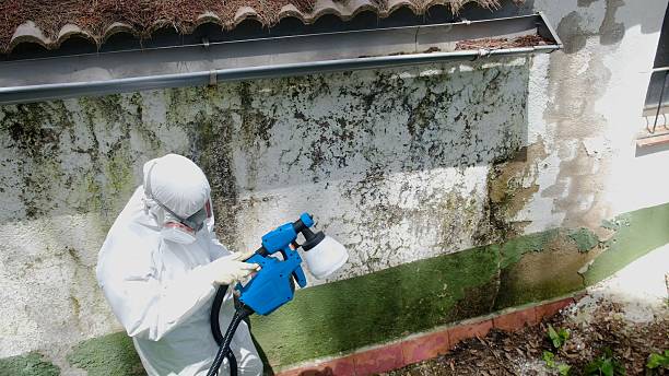 Top rated local Mold Cleanup specialists in Gowen, MI